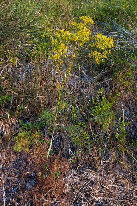 Ferulago campestris / Ferula finocchiazzo